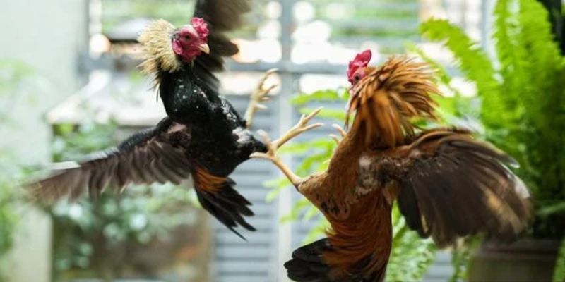 Sơ lược về đá gà cựa sắt 